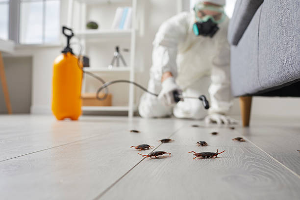Commercial Kitchen Cockroach Control in Harleysville